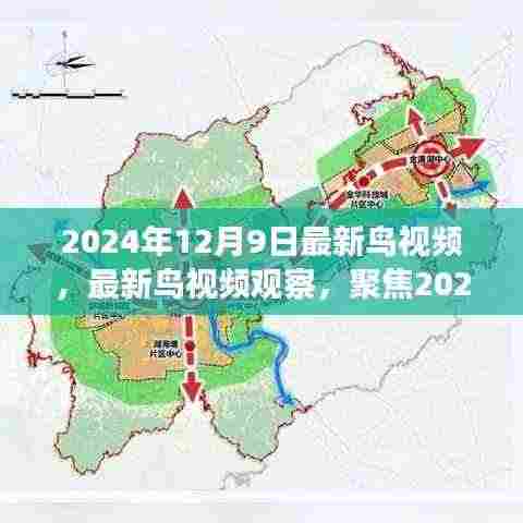 2024年12月9日最新鸟视频观察与分析,聚焦最新发现与我的观点