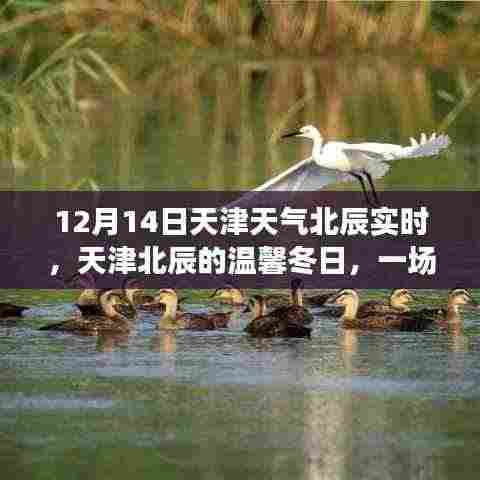天津北辰冬日趣事，天气引发的温馨与趣味
