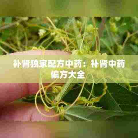 补肾独家配方中药:补肾中药偏方大全