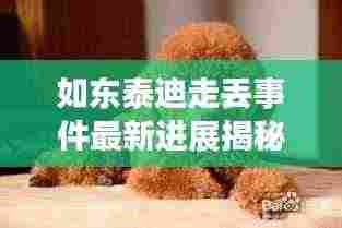 如东泰迪走丢事件最新进展揭秘
