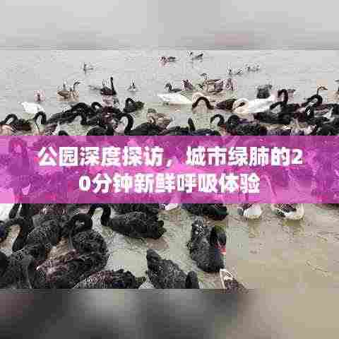 公园深度探访,城市绿肺的20分钟新鲜呼吸体验