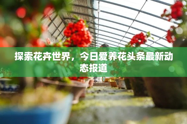 探索花卉世界,今日爱养花头条最新动态报道