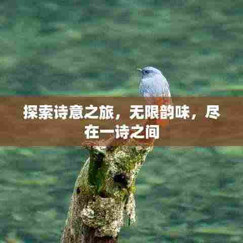 探索诗意之旅,无限韵味,尽在一诗之间