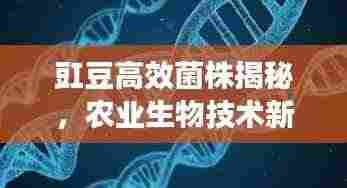 豇豆高效菌株揭秘，农业生物技术新里程碑来临！