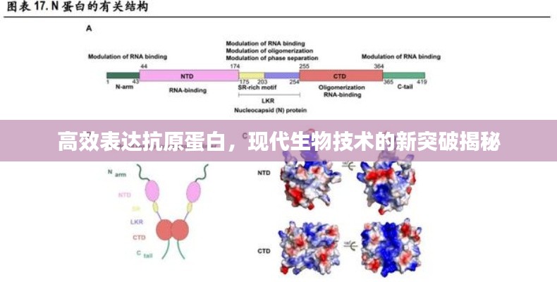 高效表达抗原蛋白，现代生物技术的新突破揭秘