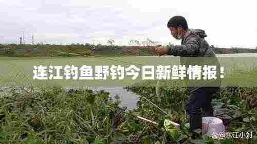 连江钓鱼野钓今日新鲜情报!