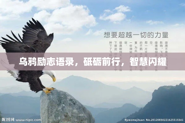 乌鸦励志语录,砥砺前行,智慧闪耀