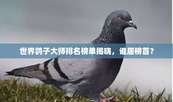世界鸽子大师排名榜单揭晓,谁居榜首?